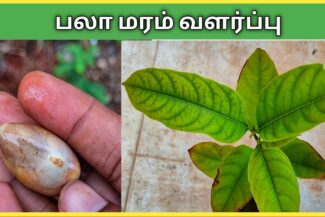 பலா வளர்ப்பு - palaa maram valarpu
