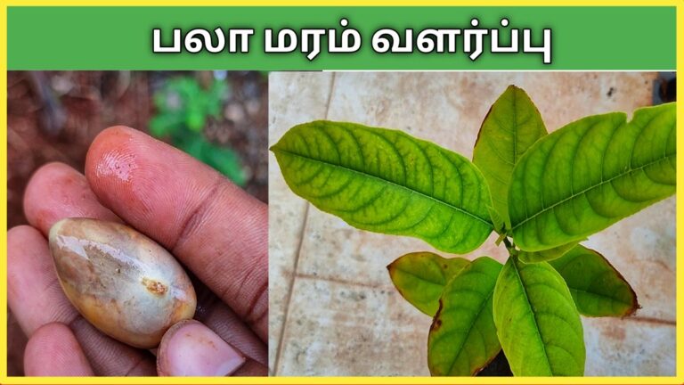 பலா வளர்ப்பு - palaa maram valarpu