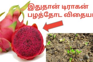 டிராகன் பழம் வளர்ப்பு
