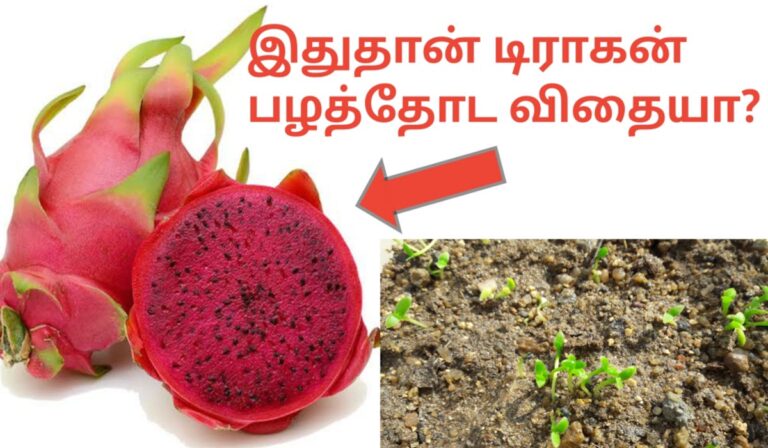 டிராகன் பழம் வளர்ப்பு