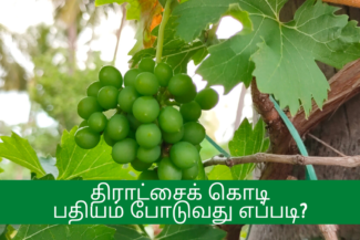திராட்சை வளர்ப்பு