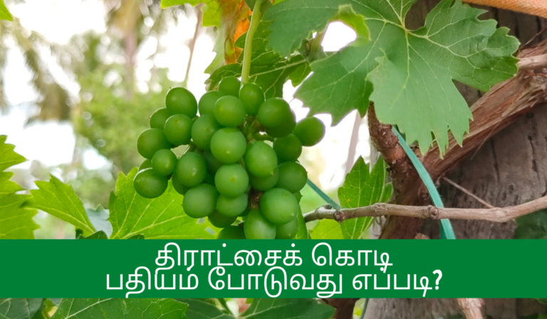 திராட்சை வளர்ப்பு