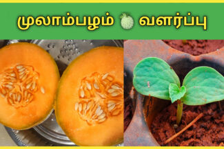 முலாம்பழம் வளர்ப்பு