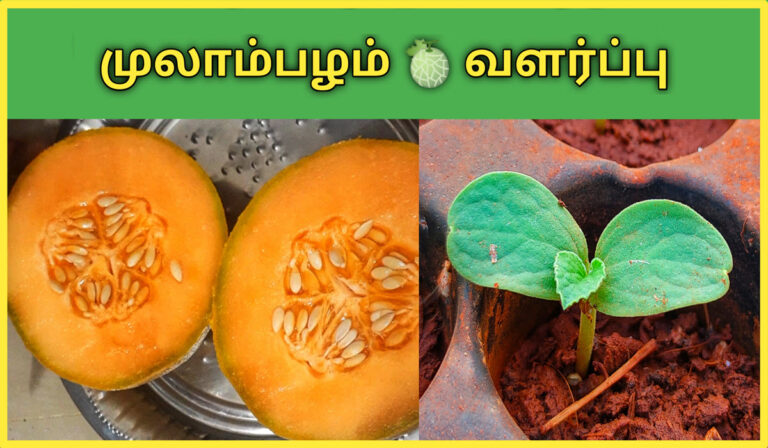 முலாம்பழம் வளர்ப்பு