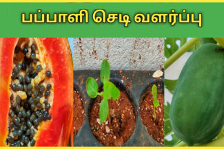 பப்பாளி வளர்ப்பு