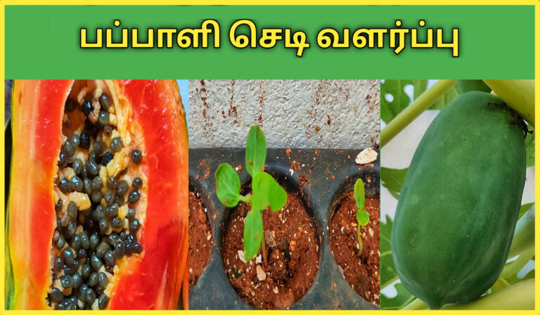 பப்பாளி வளர்ப்பு