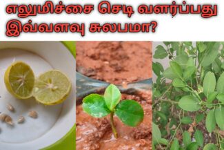 எலுமிச்சை வளர்ப்பு