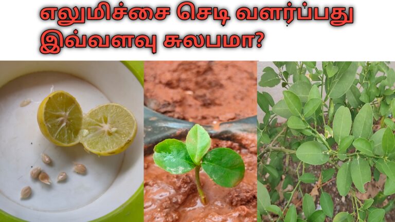 எலுமிச்சை வளர்ப்பு