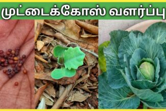 விதைகளிலிருந்து முட்டைக்கோஸ் வளர்ப்பது எப்படி