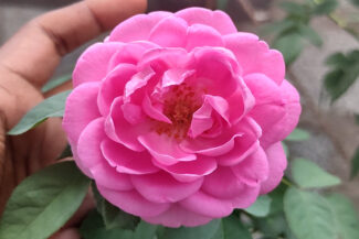 நாட்டு ரோஜா செடி