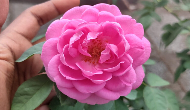 ரோஜா செடி வளர்ப்பு மற்றும் அதன் பராமரிப்பு நாட்டு ரோஜா செடி