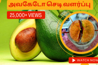 அவகேடோ-செடி-வளர்ப்பு.-Avacado-chedi-valarpu.-How-to-grow-avacado-plant-from-seed-in-tamil