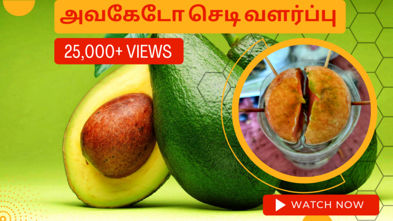 அவகேடோ-செடி-வளர்ப்பு.-Avacado-chedi-valarpu.-How-to-grow-avacado-plant-from-seed-in-tamil
