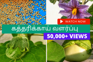 கத்தரிக்காய்-வளர்ப்பு