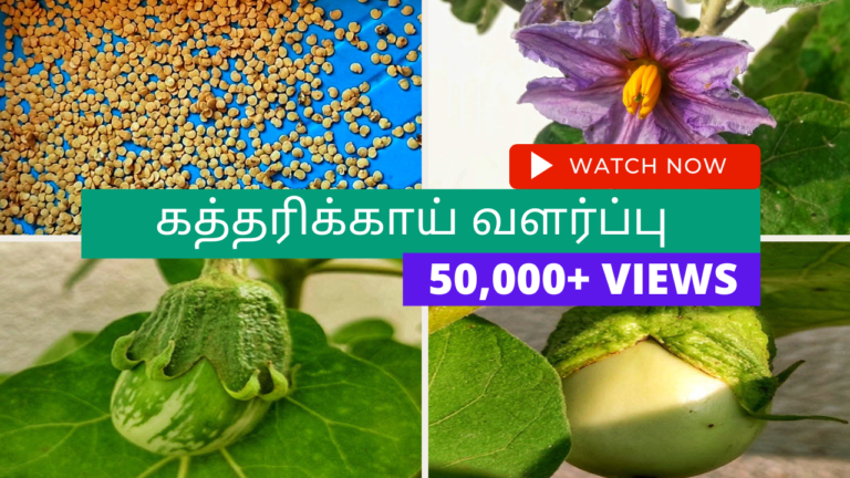 கத்தரிக்காய்-வளர்ப்பு
