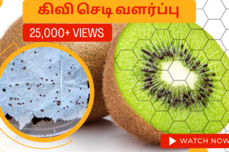 கிவி-செடி-வளர்ப்பு.-Kiwi-chedi-valarpathu-eppadi.-How-to-grow-kiwi-plant-from-seed-in-tamil