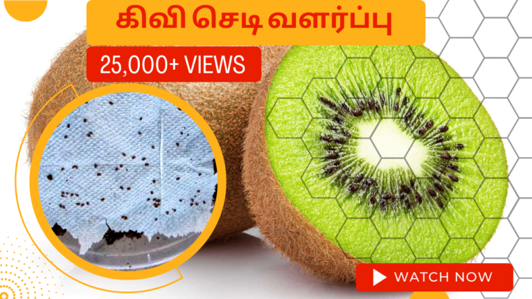 கிவி-செடி-வளர்ப்பு.-Kiwi-chedi-valarpathu-eppadi.-How-to-grow-kiwi-plant-from-seed-in-tamil