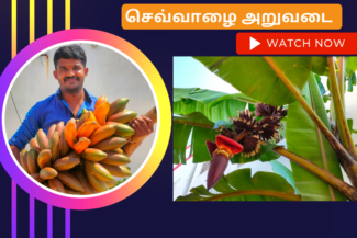 செவ்வாழை வளர்ப்பு