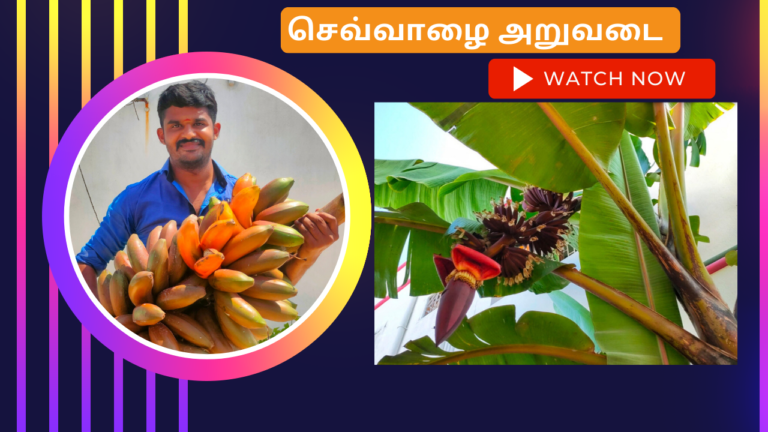 செவ்வாழை வளர்ப்பு