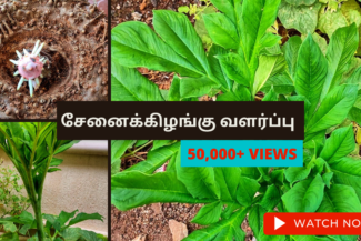 சேனைக்கிழங்கு-வளர்ப்பு