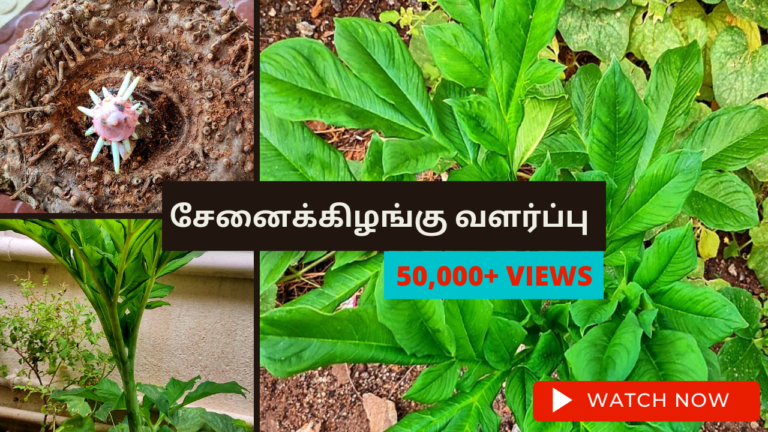 சேனைக்கிழங்கு வளர்ப்பு மற்றும் சாகுபடி சேனைக்கிழங்கு-வளர்ப்பு