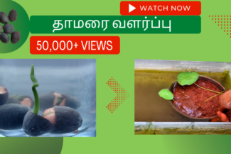 தாமரை-வளர்ப்பு