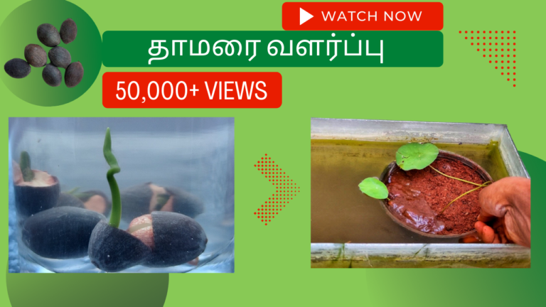 தாமரை வளர்ப்பு முறை விதை மற்றும் கிழங்கிலிருந்து தாமரை-வளர்ப்பு