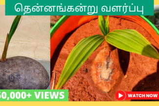 தென்னங்கன்று-வளர்ப்பு.-Thennangkandru-valarpu-tamil.-How-to-grow-coconut-plant-from-seed-in-tamil