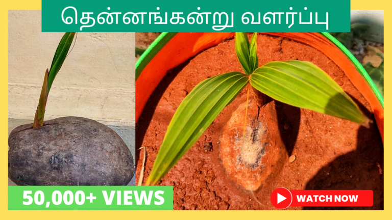 தென்னங்கன்று-வளர்ப்பு.-Thennangkandru-valarpu-tamil.-How-to-grow-coconut-plant-from-seed-in-tamil