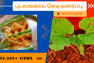 புடலங்காய்-செடி-வளர்ப்பு.-Pudalai-chedi-valarpathu-eppadi.-How-to-grow-snakeguard-plant-from-seed-in-tamil