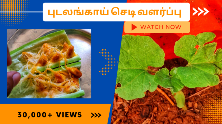 புடலங்காய்-செடி-வளர்ப்பு.-Pudalai-chedi-valarpathu-eppadi.-How-to-grow-snakeguard-plant-from-seed-in-tamil