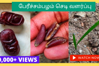 பேரீச்சை-மரம்-வளர்ப்பு.-Perichaimaram-valarpu.-How-to-grow-dates-fruit-plant-from-seed-in-tamil