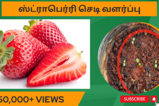 ஸ்ட்ராபெர்ரி-செடி-வளர்ப்பு.-Strawberry-chedi-valarpu.-How-to-grow-strawberry-plant-from-seed-in-tamil