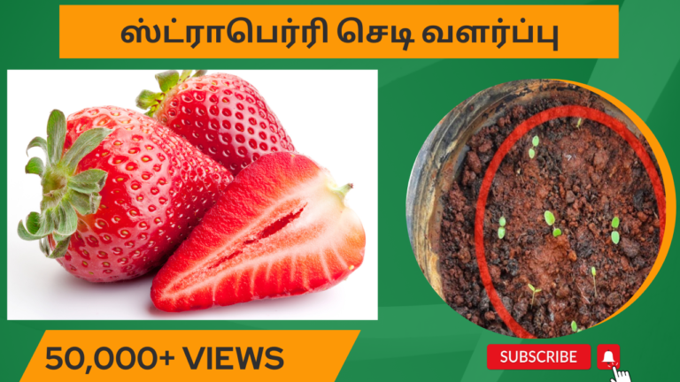 ஸ்ட்ராபெர்ரி-செடி-வளர்ப்பு.-Strawberry-chedi-valarpu.-How-to-grow-strawberry-plant-from-seed-in-tamil