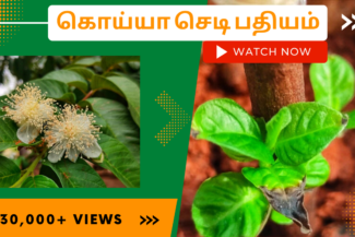 கொய்யா-செடி-பதியம்.-Koyya-chedi-padhiyam-poduvathu-eppadi.-How-to-grow-guava-plant-from-cutting-in-tamil