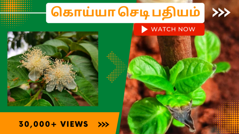 கொய்யா வளர்ப்பு முறை மற்றும் அதன் பயன்கள் கொய்யா-செடி-பதியம்.-Koyya-chedi-padhiyam-poduvathu-eppadi.-How-to-grow-guava-plant-from-cutting-in-tamil