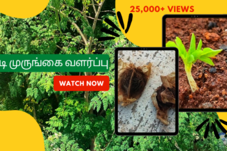 செடி-முருங்கை-வளர்ப்பு.-Murungai-chedi-valarpathu-eppadi.-How-to-grow-drumstick-plant-from-seed-in-tamil