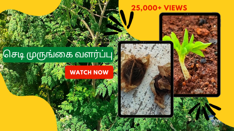 செடி-முருங்கை-வளர்ப்பு.-Murungai-chedi-valarpathu-eppadi.-How-to-grow-drumstick-plant-from-seed-in-tamil