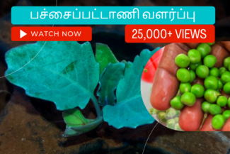 பச்சைப்பட்டாணி-வளர்ப்பு.-Pachaipattani-valarpathu-eppadi.-How-to-grow-green-pea-plant-from-seed-in-tamil
