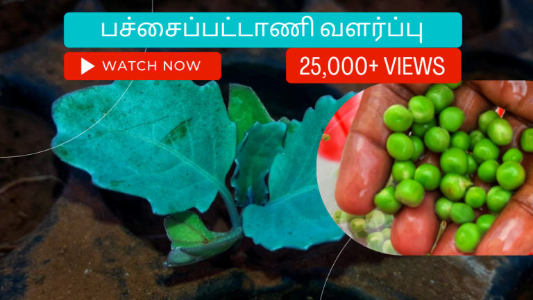 பச்சைப்பட்டாணி-வளர்ப்பு.-Pachaipattani-valarpathu-eppadi.-How-to-grow-green-pea-plant-from-seed-in-tamil