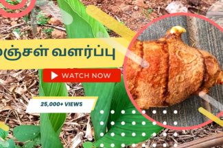 மஞ்சள்-செடி-வளர்ப்பு.-Manjal-chedi-valarpathu-eppadi.-How-to-grow-turmeric-plant-from-tuber-in-tamil