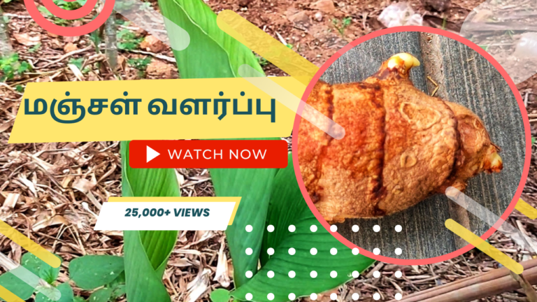 மஞ்சள்-செடி-வளர்ப்பு.-Manjal-chedi-valarpathu-eppadi.-How-to-grow-turmeric-plant-from-tuber-in-tamil