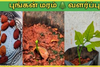 pungan-maram-vithayil-irunthu-valarpathu-eppadi