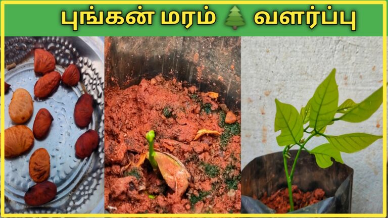 புங்கன் மரம் வளர்ப்பு மற்றும் அதன் பயன்கள் pungan-maram-vithayil-irunthu-valarpathu-eppadi