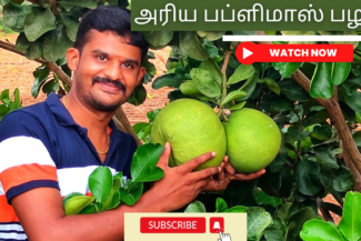 அரிய-பப்ளிமாஸ்-பழம்.-Publimas-or-bommudimas-palam-maram