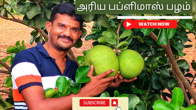 பப்ளிமாஸ் மரம் வளர்ப்பு மற்றும் அதன் பயன்கள் அரிய-பப்ளிமாஸ்-பழம்.-Publimas-or-bommudimas-palam-maram