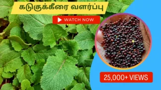 கடுகுக்கீரை-வளர்ப்பு.-Kadugu-keerai-valarpathu-eppadi.-How-to-grow-mustard-greens-in-tamil
