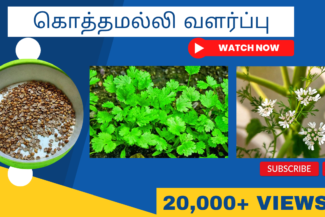 கொத்தமல்லி-வளர்ப்பு.-Kothamalli-keerai-valarpu.-How-to-grow-coriander-plant-in-tamil
