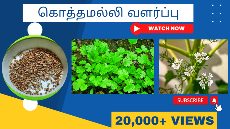 கொத்தமல்லி கீரை வளர்ப்பு மற்றும் அதன் பயன்கள் கொத்தமல்லி-வளர்ப்பு.-Kothamalli-keerai-valarpu.-How-to-grow-coriander-plant-in-tamil