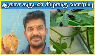 கொல்லங்கோவை-எனப்படும்-ஆகாச-கருடன்-கிழங்கு-வளர்ப்பு.-Agasa-Garudan-Kilangu-Valarpu-in-Tamil
